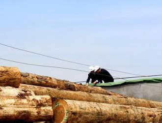 满洲里检验检疫局四项措施提升进境木材有害生物“检出率”工作水平
