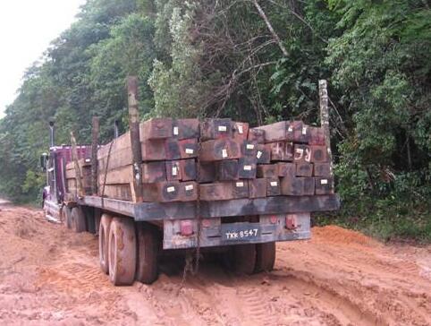 市场分析：老挝木材货源紧缺，东北材市场表现弱势