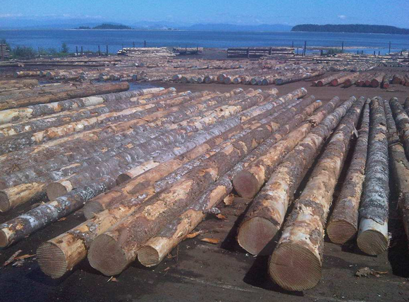 大连长兴岛打造进口木材储运及深加工基地