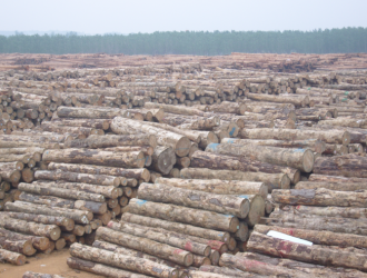 老挝政府“禁严”，包括再生林原木出口；几内亚颁布实施木材交易禁令