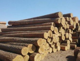 国内原木市场：针叶材处于高压状态，部分阔叶材不降反涨