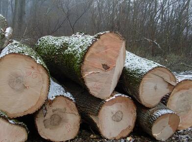非洲国家锯木厂面临木材短缺困境