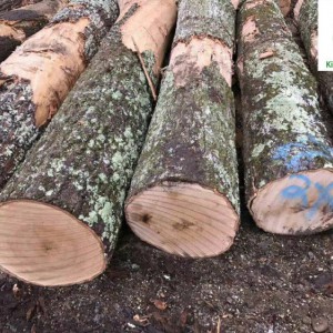 美国红橡木 纽约州 原木 高档家具 实木地板料