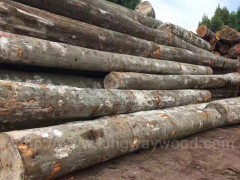 木业最新供应160柜德国进口榉木原木现货 AB级 家居材