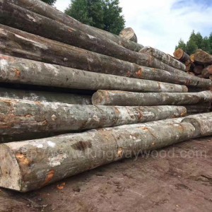 木业最新供应160柜德国进口榉木原木现货 AB级 家居材