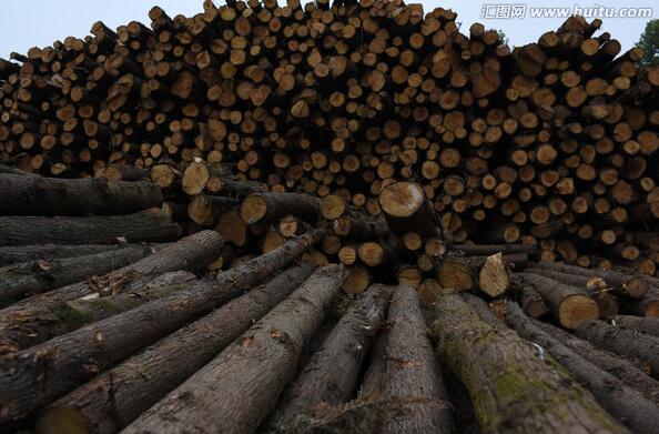 贵阳市木材流通领域 行政执法成效显著