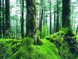 陕西林业上半年向贫困地区倾斜投入15亿元