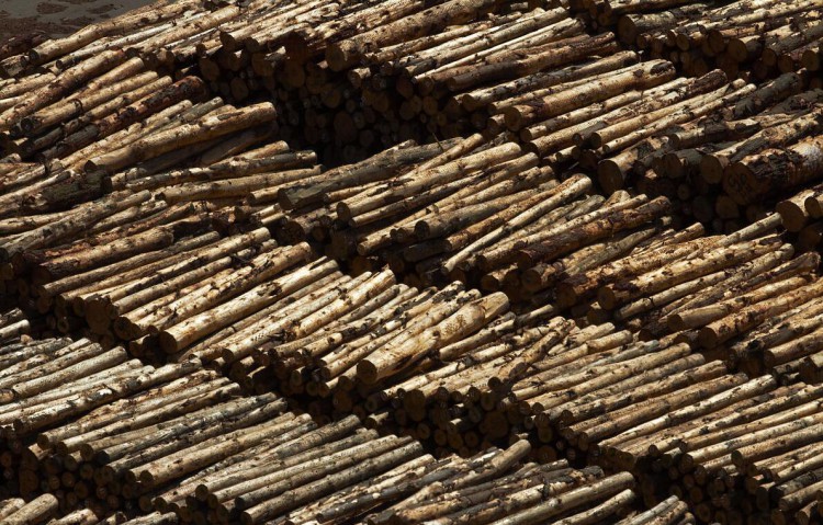 新西兰原木出口为锯材之三倍