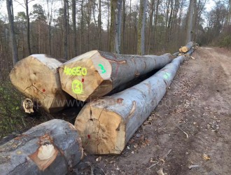 德国金威最新限时限价促销 德国榉木原木AB级和榉木毛边板