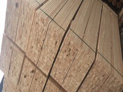 黄山进口加松图2