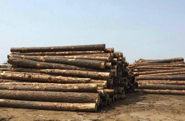进口木材与国产木材的相对优劣势情况