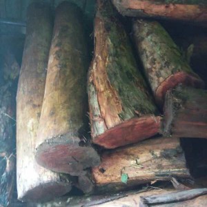 红豆杉原木，方料