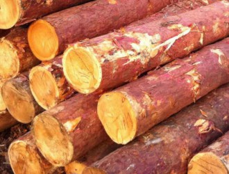 木材的基本含义是什么？木材按树种进行分类！