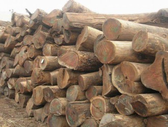 3400吨非洲原木被强行带回港口，搁置半年切割现场却引众人围观！