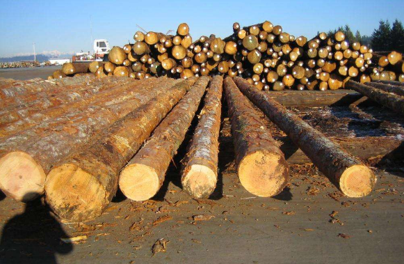花旗松木材和铁杉木材两者区别_花旗松木材和铁杉木材用途