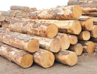 北美软木价格一路飙升，时间或将持续至年底