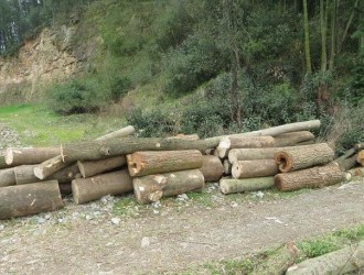 浙江20余立方米原木被肆意砍伐