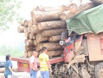 日照：货车车头被大型木材卡住 消防用吊车救出被困司机