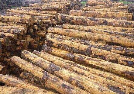 南美市场松木提价计划延迟