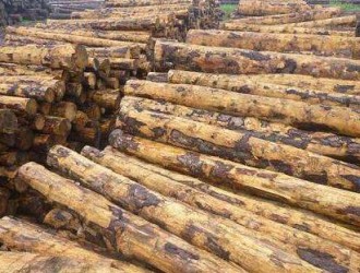 南美市场松木提价计划延迟