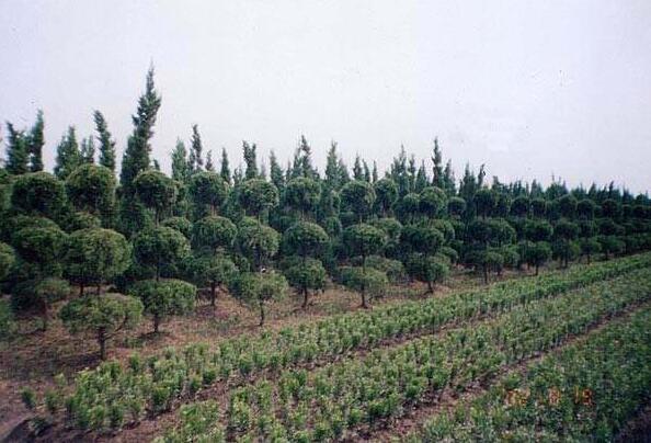 中国较大的绿化苗木交易平台是哪个？