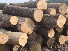 木业美国北部进口白蜡原木 水曲柳 可锯切材 美式家居材图2