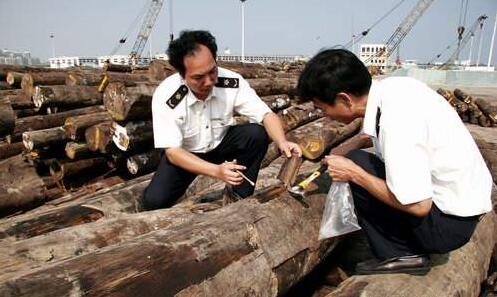 上海口岸从进口桉木中截获截面材小蠹属有害生物，系全国首次