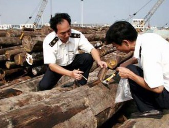 上海口岸从进口桉木中截获截面材小蠹属有害生物，系全国首次