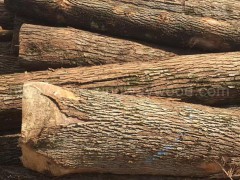 木业供应大量货源 美国樱桃木原木 实木 高档家具进口材图3