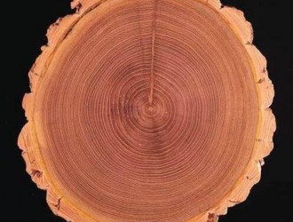 美商务部推迟宣布加拿大木材终裁税率