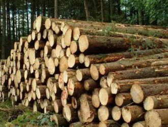 中国周边国家禁止木材出口 木材家具行业或迎涨价潮