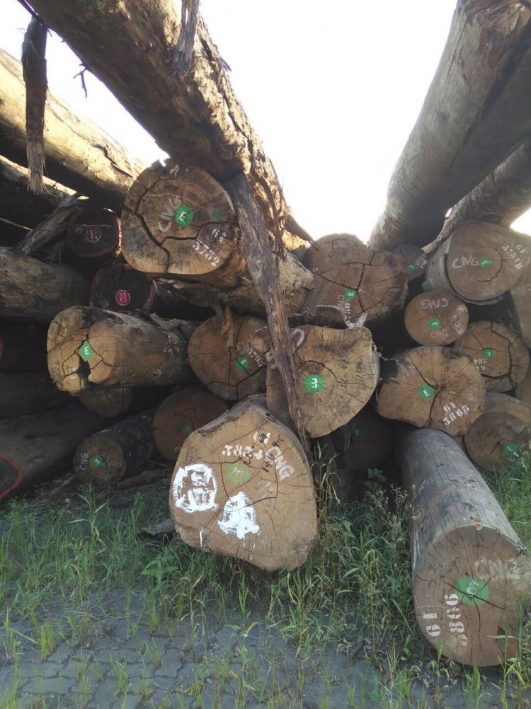 广西杂木品种大全图片