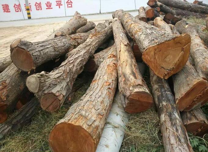 木材中樟木和椿木哪种好?