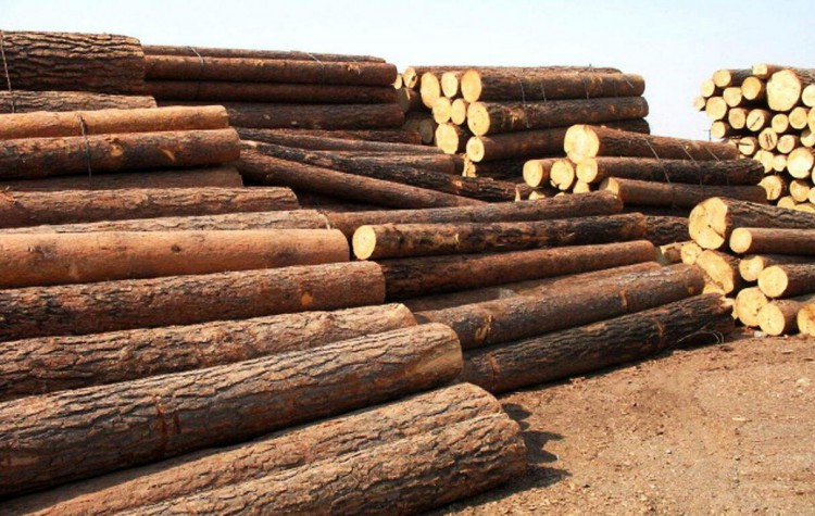 进入9月后 木材市场热门材种放量明显增加