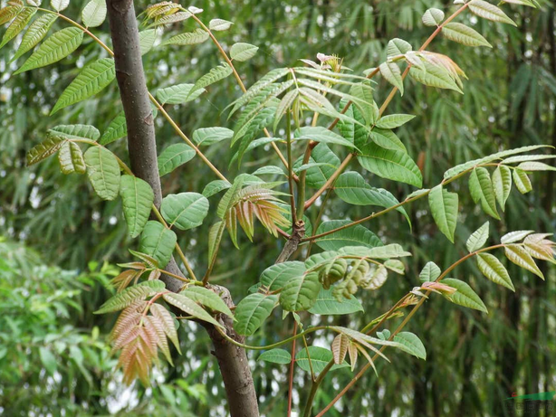 香椿木做什么用比较好