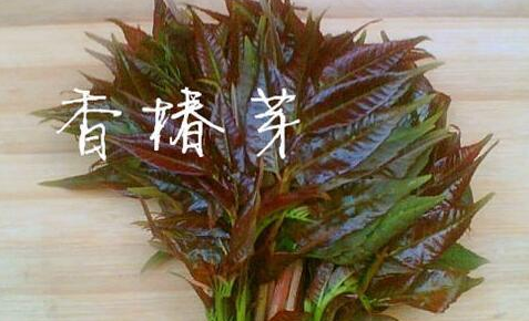 香椿木如何保持香味