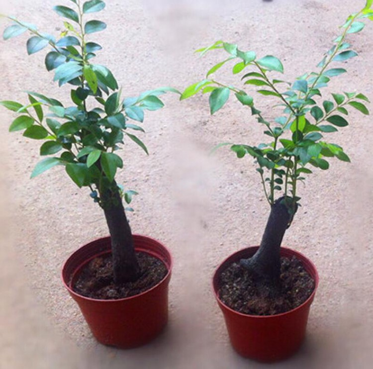 绿植小叶紫檀怎么养