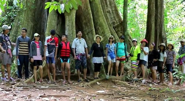 攀牙府现泰国500年比较大树