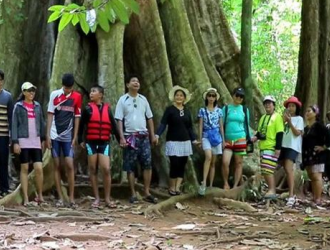 攀牙府现泰国500年最大树