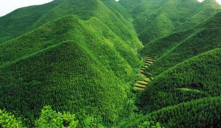 中国目前是全球森林覆盖率唯一还在增加的国家