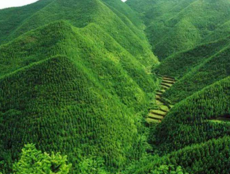 【台媒】大陆森林覆盖率提高 与日本进出口木材角色互换