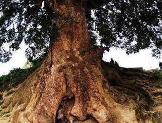 男子在村子发现一株500年古树，走进一看，整个人都懵了！