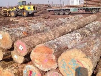 国内木材市场价格行情大调查 整体表现较为低迷