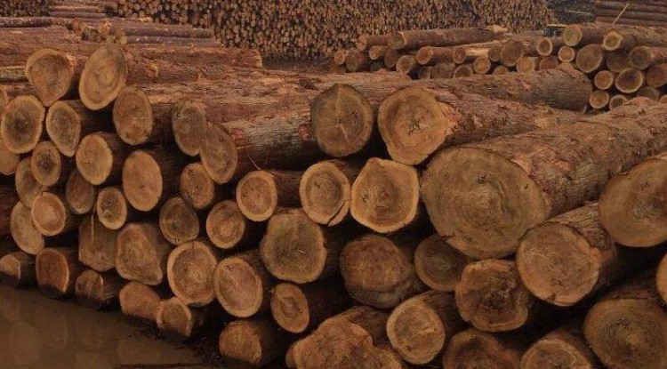 中国成为日本木材出口量比较大的目的地