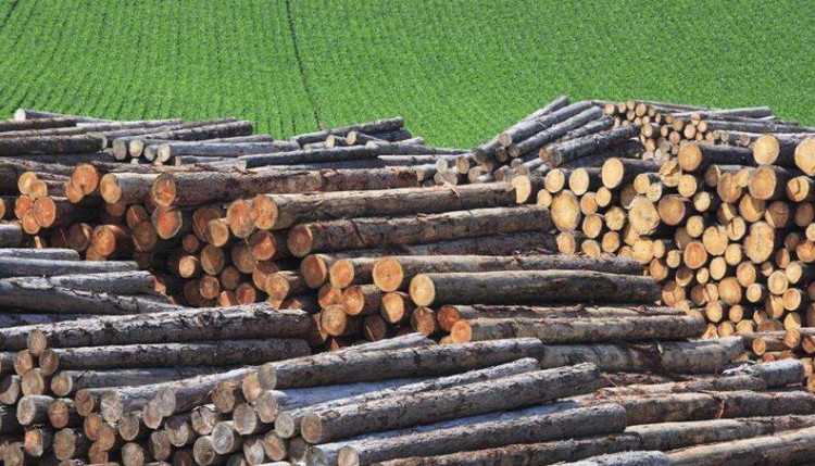 进入9月后 木材市场热门材种放量明显增加