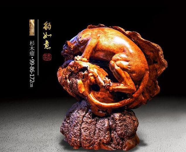 杉杉来迟—为我国杉木正名