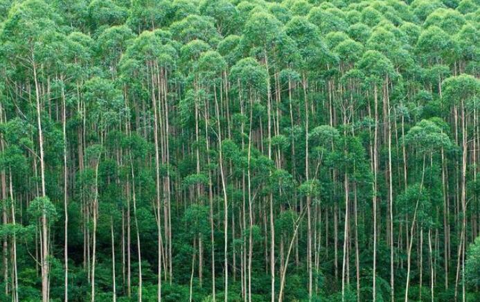成也桉树败也桉树！桉树是不是中国的生态灾难？