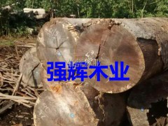 家私木 家私专用木 低价 便宜 质量好 原木 实木图2