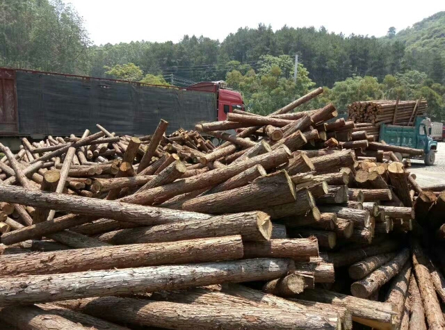 大量出售杉木原木