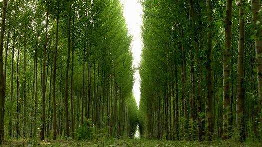贵州兴仁县木材储备林项目成功签约 